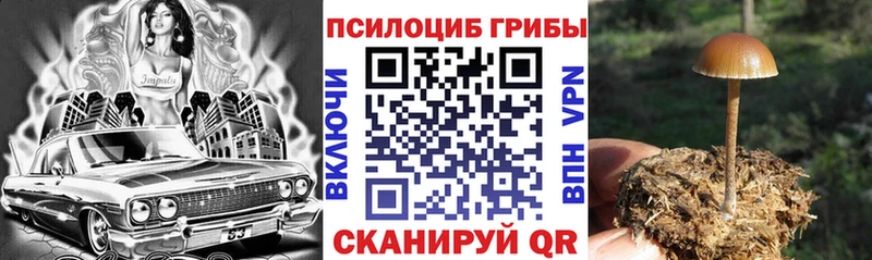 Псилоцибиновые грибы Cubensis  Каменногорск 